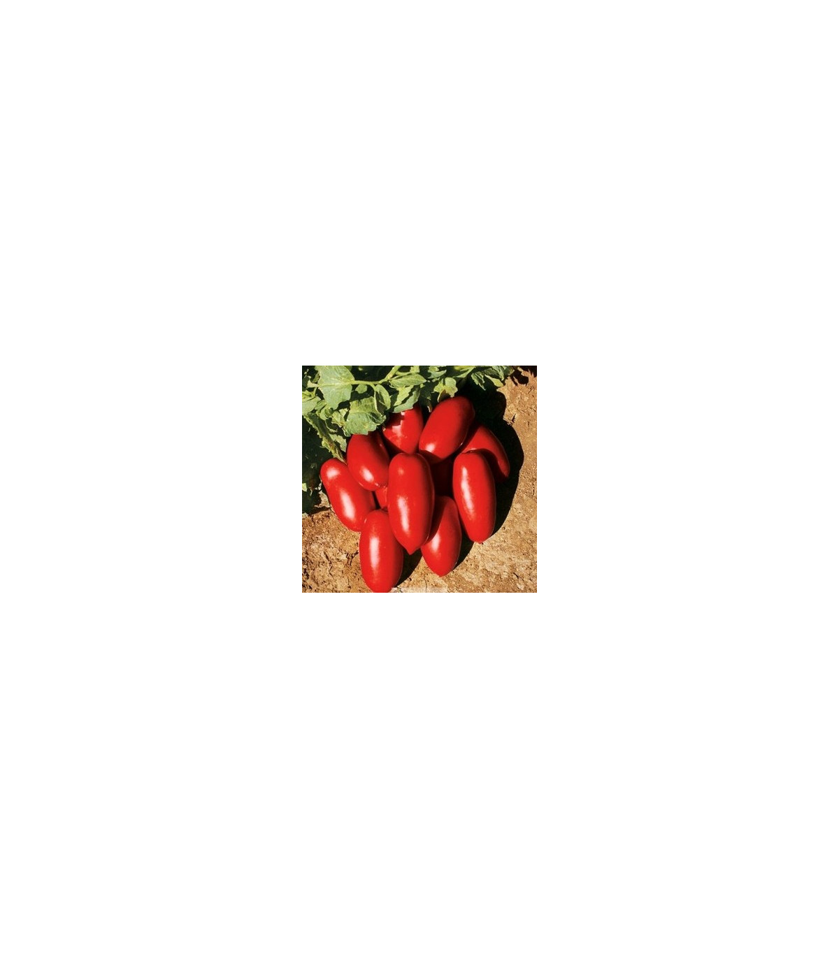 BIO Paradajka kríčková Inka F1 - Lycopersicon esculentum - semená paradajky - 10 ks