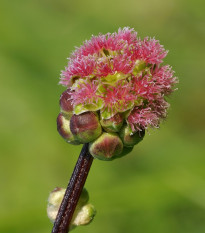 Krvavec menší - Sanguisorba minor - semená krvavca - 8 ks