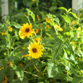 Slnečnica slabá – zmes – Helianthus debilis mix – semená