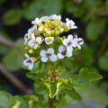 Potočnica lekárska - Nasturtium officinale - semená potočnice - 250 ks