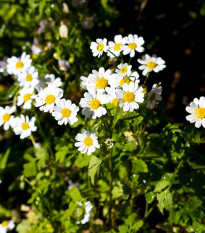 Rimbaba obyčajná - Chrysanthemum parthenium - semená rimbaby - 15 ks