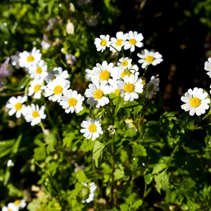 Rimbaba obyčajná - Chrysanthemum parthenium - semená rimbaby - 15 ks