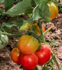 BIO Paradajka Taste F1 - Solanum lycopersicum - bio semená paradajky - 10 ks