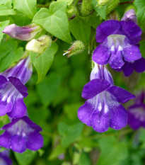 Asarina pnúca Mystic Purple - Asarina scandens - semená asariny - 20 ks