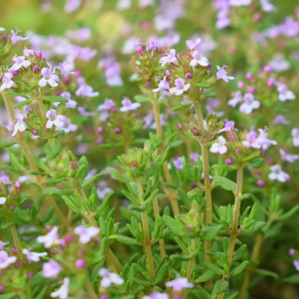 Tymián obyčajný - Thymus vulgaris - semená tymiánu - 300 ks