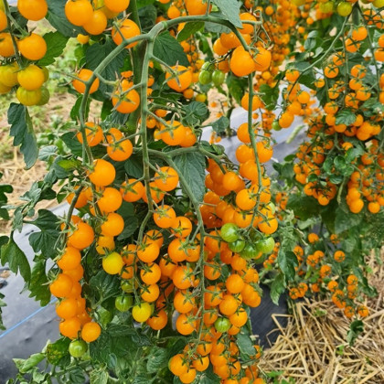 Paradajka Perlino žltá F1 - Solanum lycopersicum - semená paradajky - 6 ks