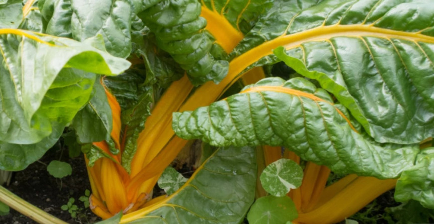 Mangold možno pestovať aj v okrasnej záhrade, stonky hýria farbami