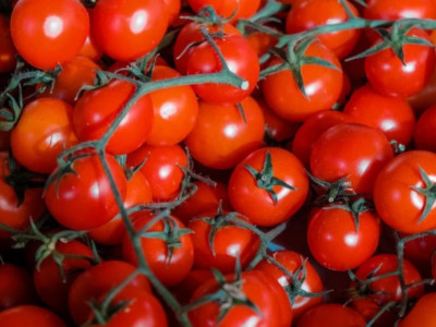 Ako pestovať divoké paradajky