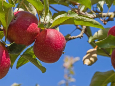 Pestujeme ovocné stromy - jabloň