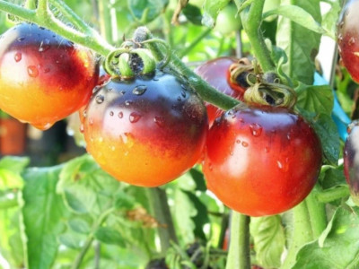 Ako si vypestovať vlastné paradajky?