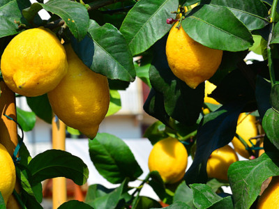 Citrusy v kvetináči - ako ich pestovať? 